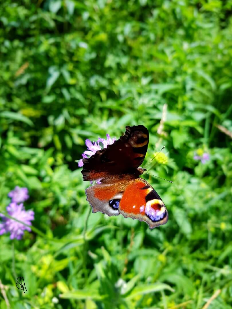 Schmetterlinge
